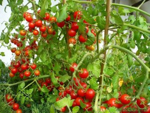 Toraf Nasiona warzyw | Pomidor Koktajlowy Bajaja | Opakowanie 0,3g 13