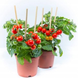 Toraf Nasiona warzyw | Pomidor Koktajlowy Bajaja | Opakowanie 0,3g 2