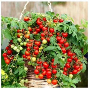 Toraf Nasiona warzyw | Pomidor Koktajlowy Bajaja | Opakowanie 0,3g 7