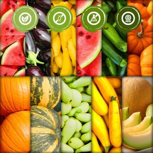 TORAF ZESTAW NASION - SET 1X5 2024 TORAF 60X1SZT 2