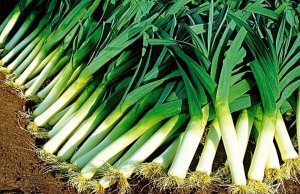 Toraf Nasiona warzyw | Por Blauwgroene Winter Alaska | Opakowanie 1g 9