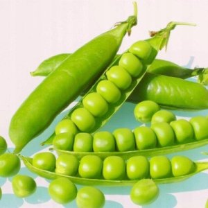 Toraf Nasiona warzyw | Rzodkiewka Saxa 3 | Opakowanie 10g 12