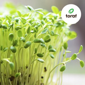 TORAF ZESTAW NASION SYMFONIA SMAKÓW - 12 OPAKOWAŃ 2