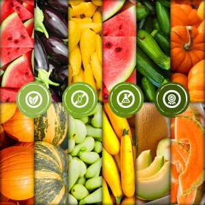 TORAF ZESTAW NASION SYMFONIA SMAKÓW - 12 OPAKOWAŃ 5