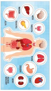 Naklejki Anatomia człowieka 1