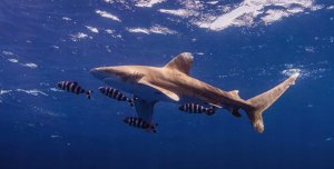 Outin - Nano Espresso Maker - Przenośny ekspres + akcesoria Ocean Blue 10