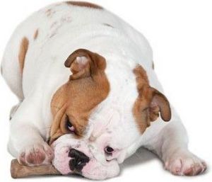 Petstages DogWood medium patyk 3