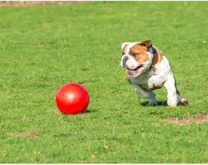 Boomer Ball L - 8" / 20cm czerwona 2