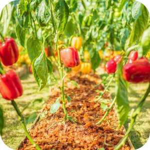 Karate Spray RTU 1l (lambda-cyhalotryna) Twój Ogród - środek owadobójczy 11