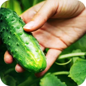 Karate Spray RTU 1l (lambda-cyhalotryna) Twój Ogród - środek owadobójczy 10