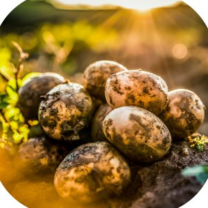 Karate Zeon 050 CS (lambda-cyhalotryna) Twój Ogród - środek owadobójczy 3ml 4