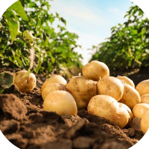 Karate Zeon 050 CS (lambda-cyhalotryna) Twój Ogród - środek owadobójczy 3ml 5