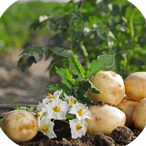 Karate Zeon 050 CS (lambda-cyhalotryna) Twój Ogród - środek owadobójczy 3ml 7