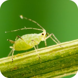 Karate Zeon 050 CS (lambda-cyhalotryna) Twój Ogród - środek owadobójczy 3ml 10