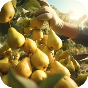 Nawóz ASX Miedź Plus New 50 WP (trihydroksychlorek miedzi) Twój Ogród - warzywa i owoce 3