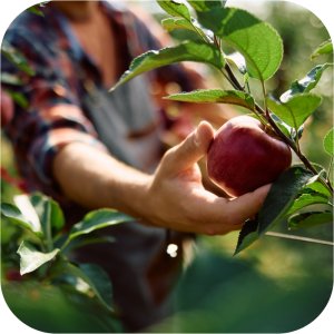 Nawóz ASX Miedź Plus New 50 WP (trihydroksychlorek miedzi) Twój Ogród - warzywa i owoce 4