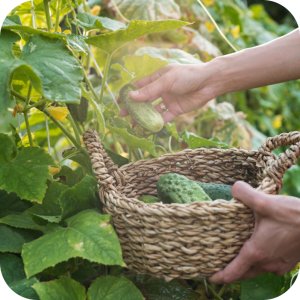 Nawóz ASX Miedź Plus New 50 WP (trihydroksychlorek miedzi) Twój Ogród - warzywa i owoce 10