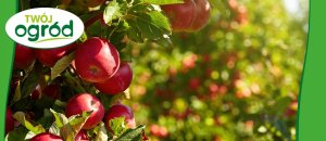 Syllit 65 WP Twój Ogród - środek grzybobójczy 5 g 12