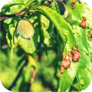 Syllit 65 WP Twój Ogród - środek grzybobójczy 5 g 8