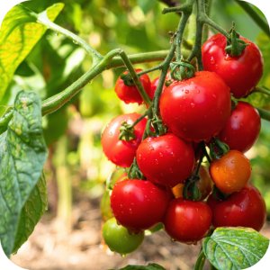 Amistar 250 SC (azoksystrobina) Twój Ogród - środek grzybobójczy 20ml 9