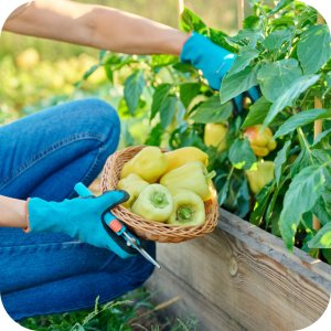 Amistar 250 SC (azoksystrobina) Twój Ogród - środek grzybobójczy 5ml 16