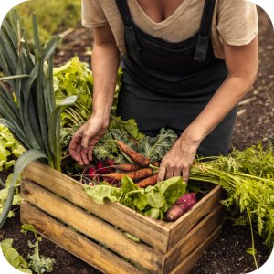 Amistar 250 SC (azoksystrobina) Twój Ogród - środek grzybobójczy 5ml 5