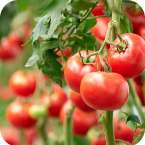 Amistar 250 SC (azoksystrobina) Twój Ogród - środek grzybobójczy 5ml 10