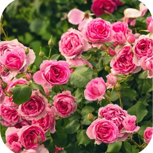 Magus 200 SC (fenazachina) Twój Ogród - środek przędziorkobójczy 100ml 12