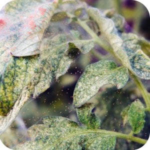 Magus 200 SC (fenazachina) Twój Ogród - środek przędziorkobójczy 100ml 14