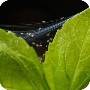 Magus 200 SC (fenazachina) Twój Ogród - środek przędziorkobójczy 100ml 15