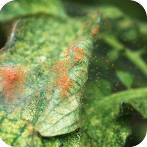 Magus 200 SC (fenazachina) Twój Ogród - środek przędziorkobójczy 100ml 16