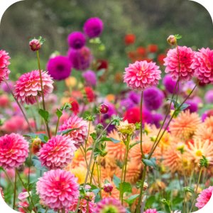 Magus 200 SC (fenazachina) Twój Ogród - środek przędziorkobójczy 100ml 4