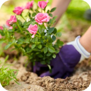 Magus 200 SC (fenazachina) Twój Ogród - środek przędziorkobójczy 100ml 8