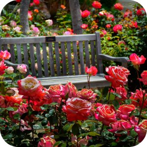 Magus 200 SC (fenazachina) Twój Ogród - środek przędziorkobójczy 100ml 10