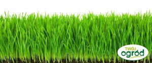 Nasiona trawy Twój Ogród Trawa Regenerujący Mix E+ 0.5 kg 7