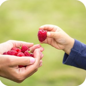 Ortus 05 SC (fenpiroksymat) Twój Ogród - środek przędziorkobójczy 5ml 8