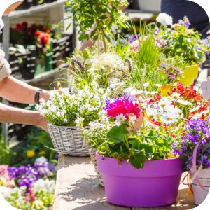 Ortus 05 SC (fenpiroksymat) Twój Ogród - środek przędziorkobójczy 5ml 10