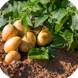 Revus 250 SC (mandipropamid) Twój Ogród - środek grzybobójczy 5ml 4