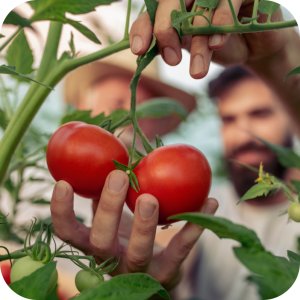 Revus 250 SC (mandipropamid) Twój Ogród - środek grzybobójczy 5ml 8