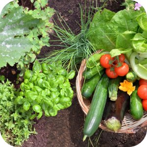 Revus 250 SC (mandipropamid) Twój Ogród - środek grzybobójczy 5ml 10