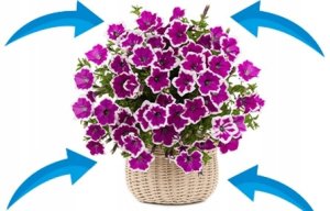 Twój Ogród Nawóz do pelargonii, surfinii, supertunii vista 150g 3