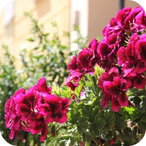 Twój Ogród Nawóz do pelargonii, surfinii, supertunii vista 150g 7