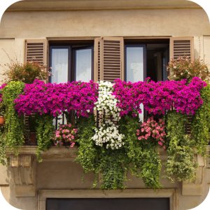 Twój Ogród Nawóz do pelargonii, surfinii, supertunii vista 150g 10
