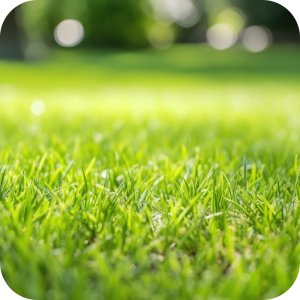 Mieszanka nasion Trawa Royal Ciemnozielona Twój Ogród z Rosahumusem 8 kg 15