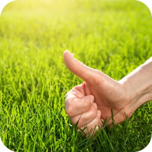 Mieszanka nasion Trawa Royal Ciemnozielona Twój Ogród z Rosahumusem 8 kg 10