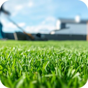 Mieszanka nasion Trawa Special Twój Ogród 4 kg 14