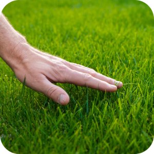 Mieszanka nasion Trawa Uniwersalna Twój Ogród 8 kg 8