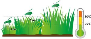 Twój Ogród Mieszanka nasion Trawa Regenerująca 8 kg 2