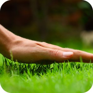 Twój Ogród Mieszanka nasion Trawa Regenerująca 8 kg 9