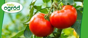 Fungistar (azoksystrobina) Twój Ogród - środek grzybobójczy 20ml 6